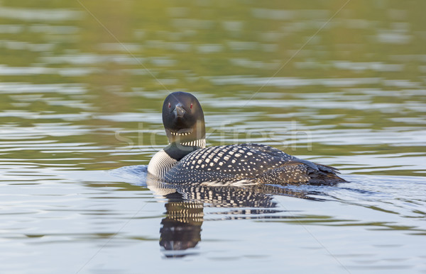 Stock photo: Common Loon in the North Woods