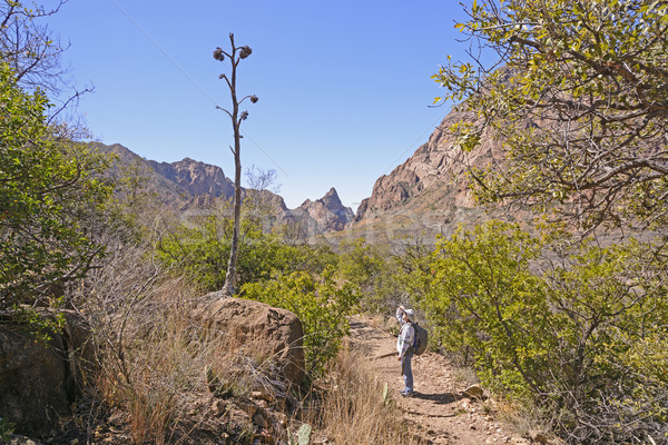 Hiker looking at the remains of a century plant stalk Stock photo © wildnerdpix
