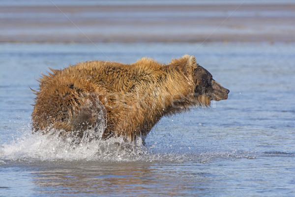 Bear Chasing fish  Stock photo © wildnerdpix