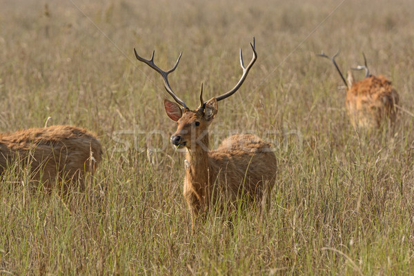 Spotted Deer in the Grasslands Stock photo © wildnerdpix