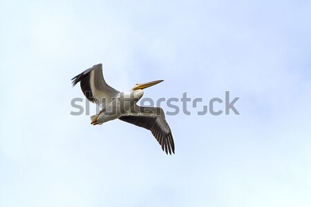 Amerikaanse witte vliegen kust reserve South Carolina Stockfoto © wildnerdpix