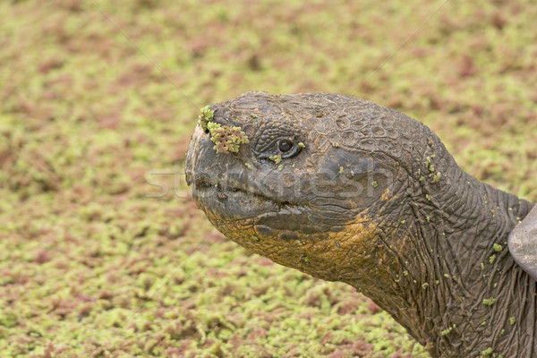 Galapagos Tortoise in a Verdant Pond Stock photo © wildnerdpix