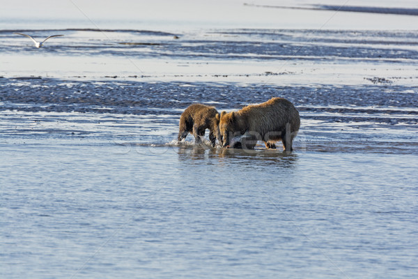 Mother and Baby Bear Feeding on Salmon Stock photo © wildnerdpix