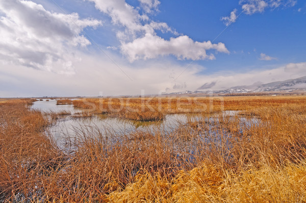 Early Morning in the Mountain Wetlands Stock photo © wildnerdpix