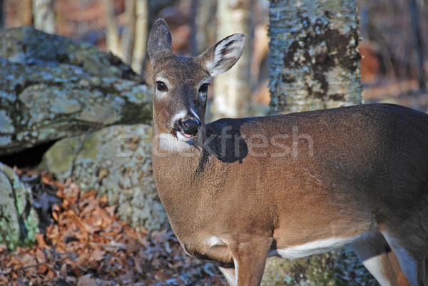 White tailed deer in the Wilderness Stock photo © wildnerdpix