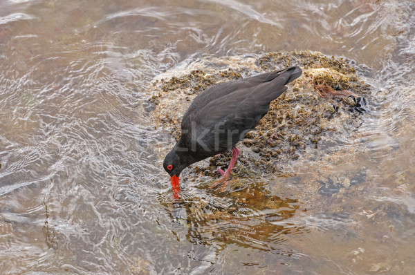 Variable Oystercatcher searching for food on a Rocky Coast Stock photo © wildnerdpix
