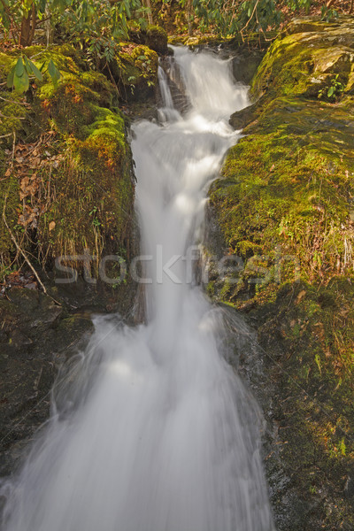 Wald Kaskade Frühling Zweig früh rauchig Stock foto © wildnerdpix