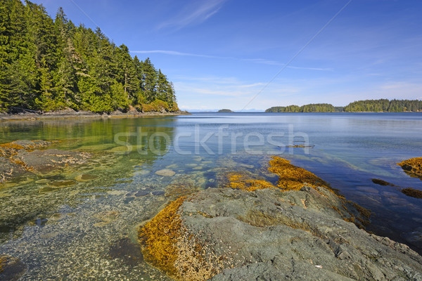 óceán part távoli észak Vancouver sziget Stock fotó © wildnerdpix