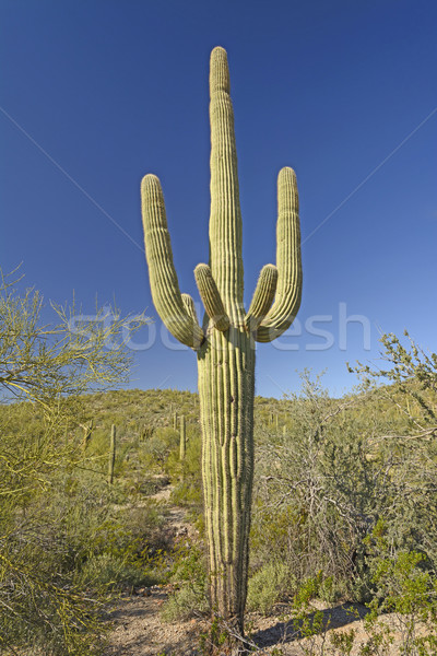 Clasic cactus deşert organ ţeavă natură Imagine de stoc © wildnerdpix