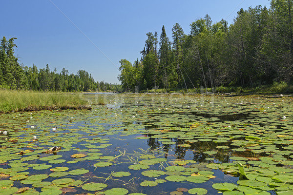 Lily Pads on a Northwoods Lake Stock photo © wildnerdpix