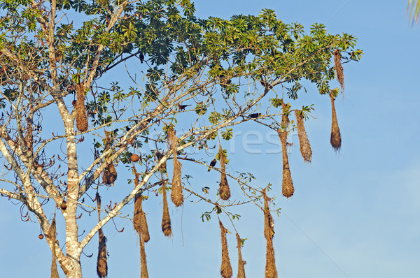 Oropendola Nests in a Cannonball tree Stock photo © wildnerdpix