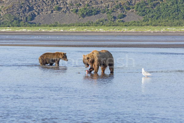 Bear Looking to steal a fish from Another Stock photo © wildnerdpix