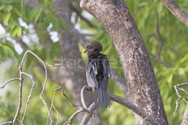 Indian Cormorant in a Tree Stock photo © wildnerdpix