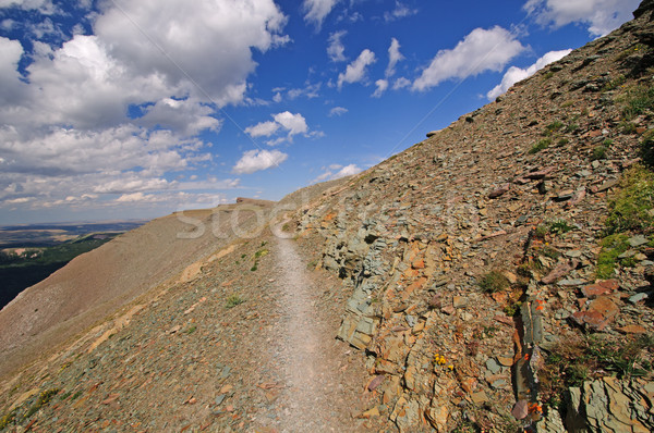 Alpine trail in the wilds Stock photo © wildnerdpix