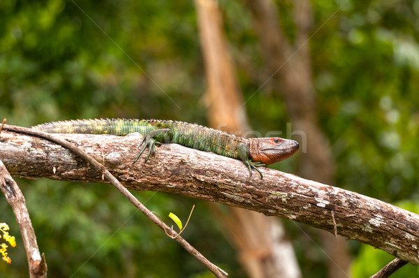 Caiman Lizard basking on a rain forest branch Stock photo © wildnerdpix