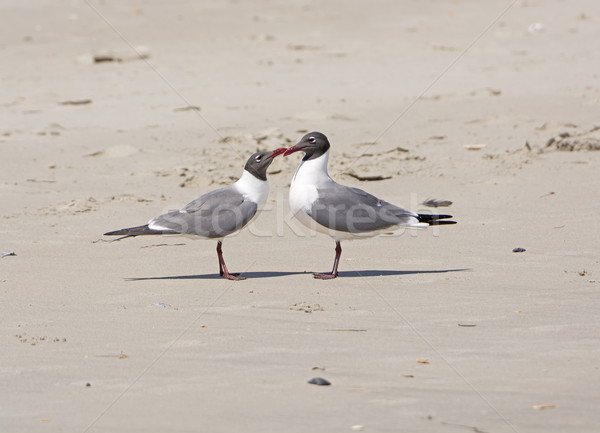 A Pair of Laughing Gulls Nuzzling on a Beach Stock photo © wildnerdpix