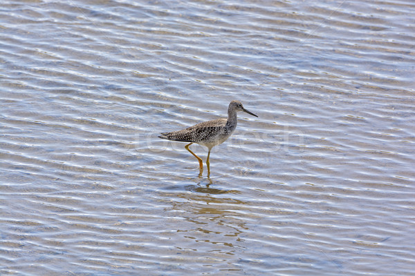 Greater Yellowlegs in a Wetland Habitat Stock photo © wildnerdpix