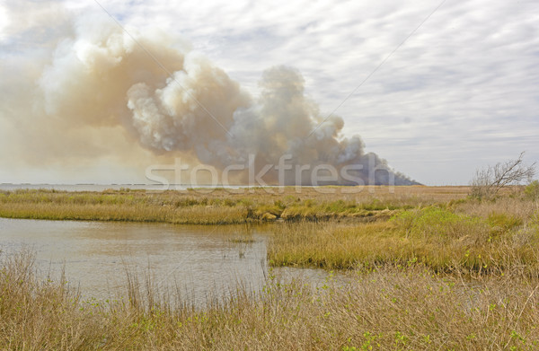 Lauffeuer Tierwelt Wasser Natur Landschaft Rauch Stock foto © wildnerdpix