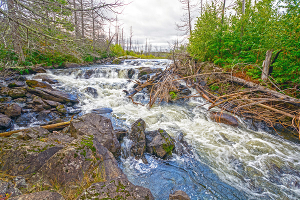 Kaskade nördlich Wald See Wasser Bäume Stock foto © wildnerdpix