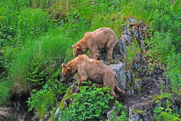 Two Young Bears staring at a Threat Stock photo © wildnerdpix
