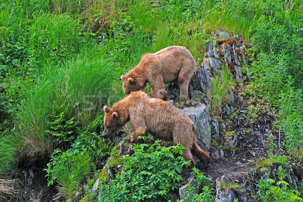 Stockfoto: Twee · jonge · beren · staren · bedreiging · kijken