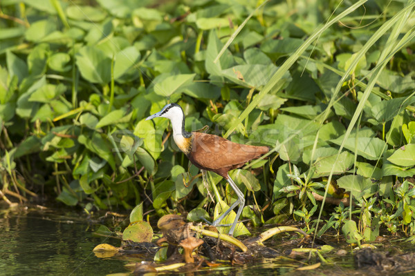 African Jacana in the Wetlands Stock photo © wildnerdpix