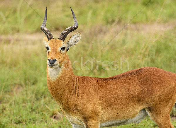 Ugandan Kob in the Veldt Stock photo © wildnerdpix