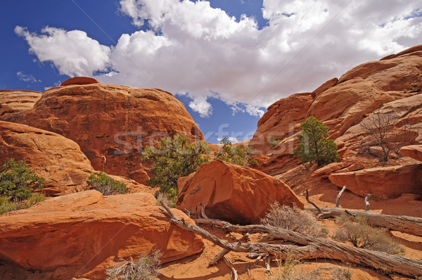 Red Rock Canyon Panorama Stock photo © wildnerdpix