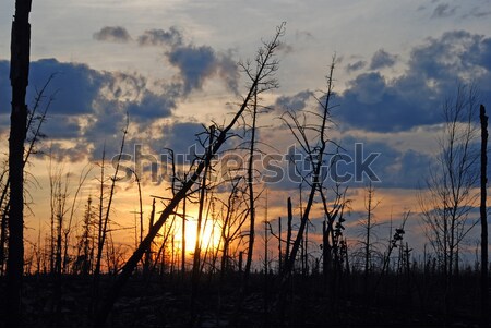 Stock photo: Sunset after the fire