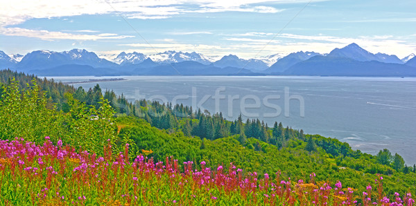 Wildflowers and Mountains by and Ocean Bay Stock photo © wildnerdpix