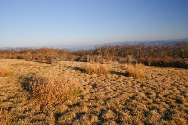 Zi chel munte iarbă fumuriu Imagine de stoc © wildnerdpix