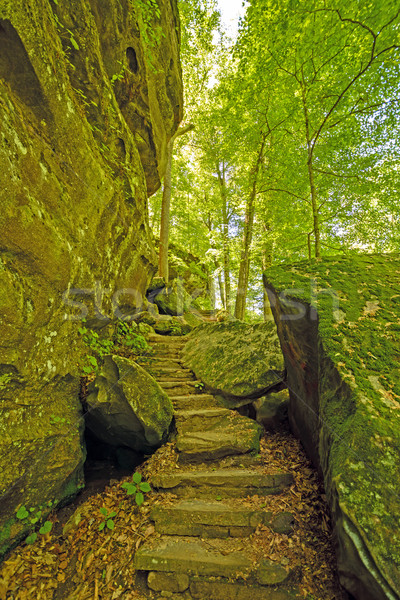 Secluded Trail in a Forest Canyon Stock photo © wildnerdpix