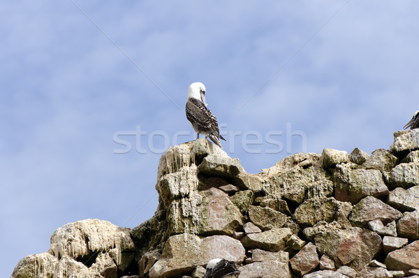 Seabird preening on a coastal rock Stock photo © wildnerdpix