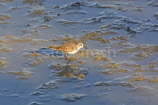 Semipalmated Sandpiper Wandering in a Salt water wetland Stock photo © wildnerdpix