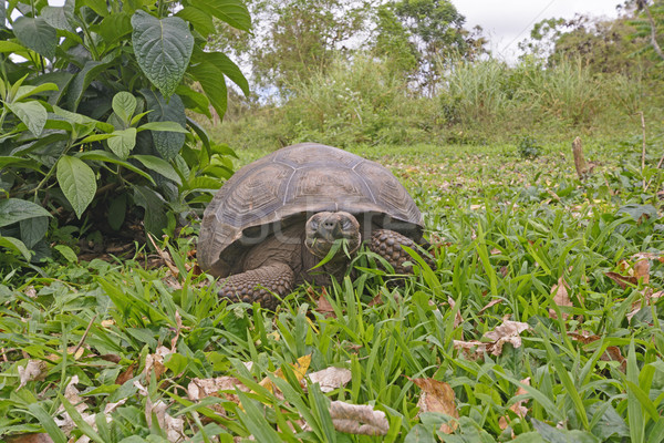 Face to Face with a Galapagos Tortoise Stock photo © wildnerdpix