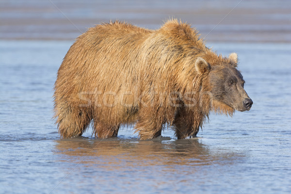 Grizzly guardando salmone acqua potere orso Foto d'archivio © wildnerdpix