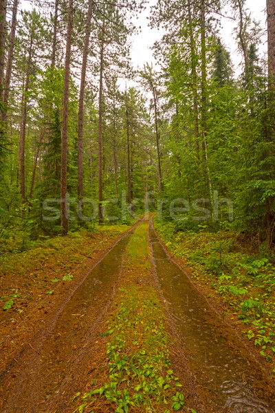 Forest Road on a Rainy Day Stock photo © wildnerdpix