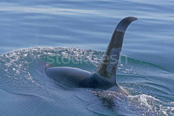 Orca Swimming in the Water Stock photo © wildnerdpix