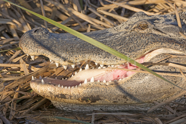 Stock photo: Open Mouth of an Alligator