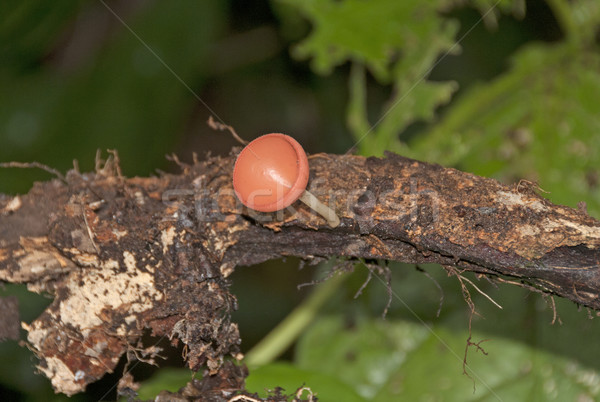 Wine Glass Mushrooms in the Rain Forest Stock photo © wildnerdpix