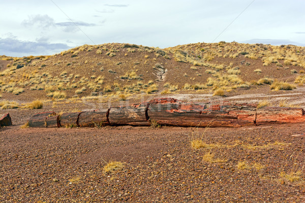 Petrified Log in the Desert Stock photo © wildnerdpix
