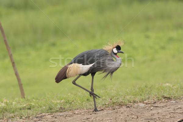 Grey-crowned crane in the Wilds Stock photo © wildnerdpix