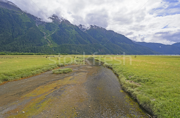 Tidal Creek Heading into an Ocean Fjord Stock photo © wildnerdpix