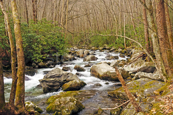 Rocky Creek in a Mountain Forest Stock photo © wildnerdpix