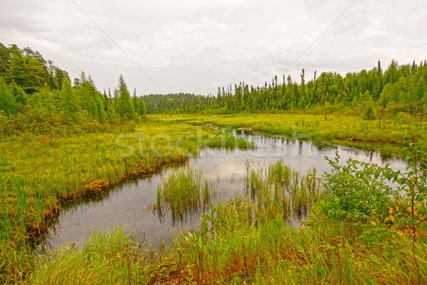 Quiet Creek in a North Woods Wetland Stock photo © wildnerdpix