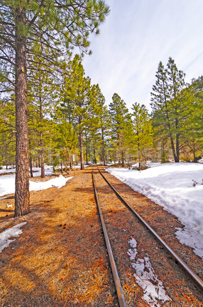 Rail Siding into the Snow and Trees Stock photo © wildnerdpix