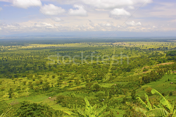 Panorámakép kilátás alföld Afrika Uganda fák Stock fotó © wildnerdpix