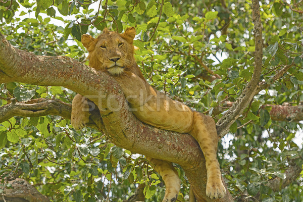 Young Male Lion in a Tree Stock photo © wildnerdpix