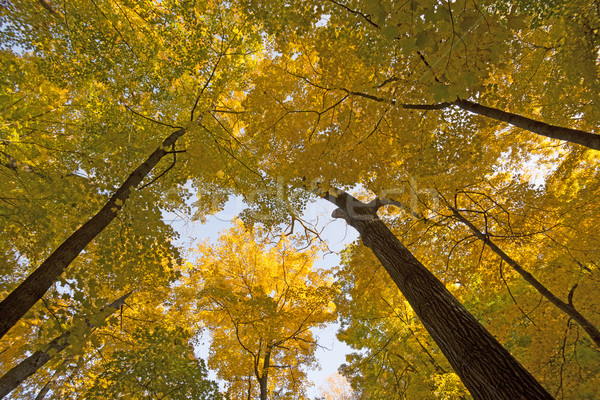 Looking up into a Yellow Canopy Stock photo © wildnerdpix