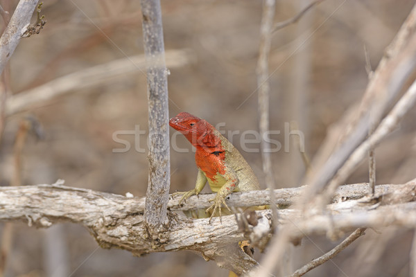 Female Lava Lizard Stock photo © wildnerdpix
